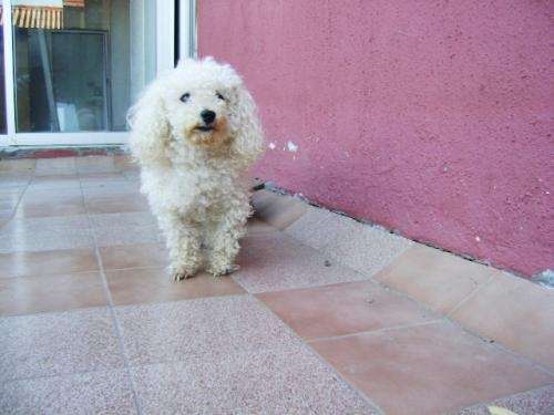 Busco perrita poodle toy para cruza - Maule, Chile - Animales ...
