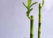 Lucky bamboo bambu de la suerte, usado segunda mano  Chile