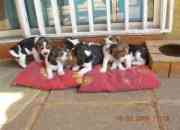 Beagles cachorritos segunda mano  Chile