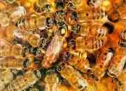 Vendo miel  polen propoleo segunda mano  Chile
