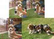 Cachorros beagles, usado segunda mano  Chile