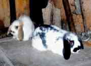 Vendo 2 conejos belier mini lop de 3 meses $4000 … segunda mano  Chile