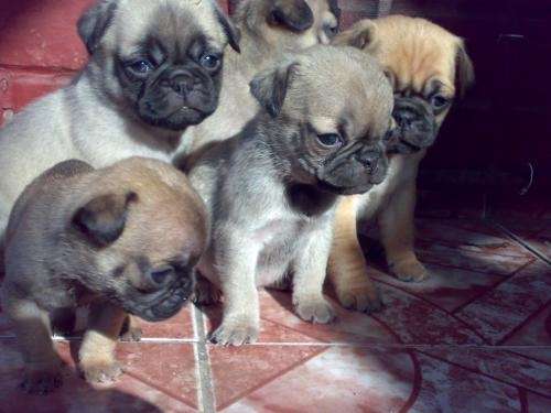Cachorros en venta en Región Metropolitana - Animales / Mascotas | 110460