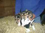 Beagles,beagle,beagles enanos tricolor finoss1!!!!, usado segunda mano  Chile