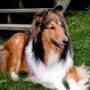 Regalo perro lassie (collie) inscrito 1 año