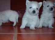 Cachorros west highland white terrier segunda mano  Chile