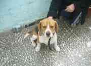 Vendo perrito beagle hermosisimo de 1 ano, usado segunda mano  Chile