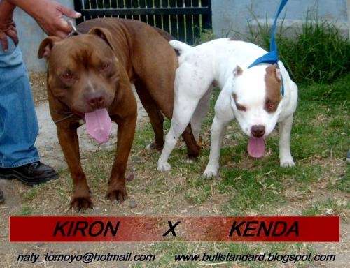 Cachorros american pitbull red nose kenda x kirón viña del mar 2009