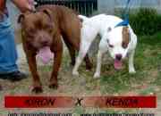Cachorros american pitbull red nose kenda x kiron…, usado segunda mano  Chile