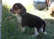 Vendo cachorrita beagle de 1 mes y medio segunda mano  Chile