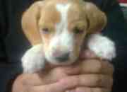 Vendo cachorrita beagle segunda mano  Chile