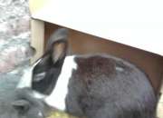 Vendo lindo conejo negrito con blanco segunda mano  Chile