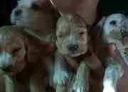 Usado, Vendo 11 lindos cachorros coker ingles segunda mano  Chile
