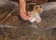 Cachorrita beagle segunda mano  Chile
