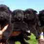venta cachorros pastor belga  groenendael de mes y medio