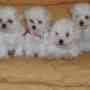 se venden cachorros poodle 9-0245509