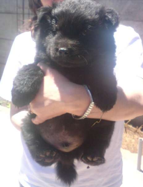 Vendo Chow Chow Cafe Y Negro 55 000 En Araucania Animales Mascotas