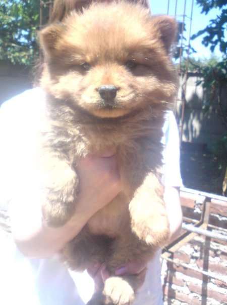 Vendo Chow Chow Cafe Y Negro 55 000 En Araucania Animales Mascotas