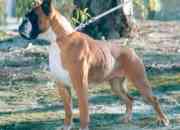 Perro boxer rei segunda mano  Chile