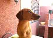 Clinica veterinaria el vergel regala lindo perrito, usado segunda mano  Chile