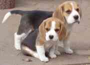 Se venden cachorros beagles segunda mano  Chile