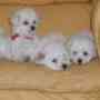 se venden cachorros poodle toy 5131535 /9-0245509