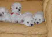 Usado, Se venden cachorros poodle toy 5131535 /9-0245509 segunda mano  Chile