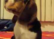 Vendo cachorros beagle de 2 meses, usado segunda mano  Chile