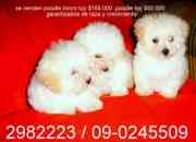 Se venden poodle toy y micro toy 2982223 / 09.024…, usado segunda mano  Chile