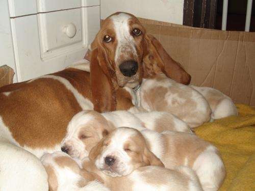 Cachorros basset hound, desparasitados y vacunados, vendo en valdivia