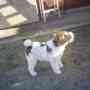 VENTA DE PAREJA DE FOX TERRIER PELO DE ALAMBRE