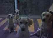 Hermosos cachorros labradores dorados en venta segunda mano  Chile