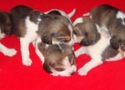Vendo cachorros beagle, usado segunda mano  Chile