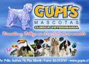 Clinica veterinaria mascotas gupi´s en puerto mon… segunda mano  Chile