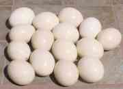 Usado, Vendo huevos avestruz para artesania. segunda mano  Chile