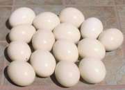 Usado, Vendp huevos avestruz para artesania. segunda mano  Chile