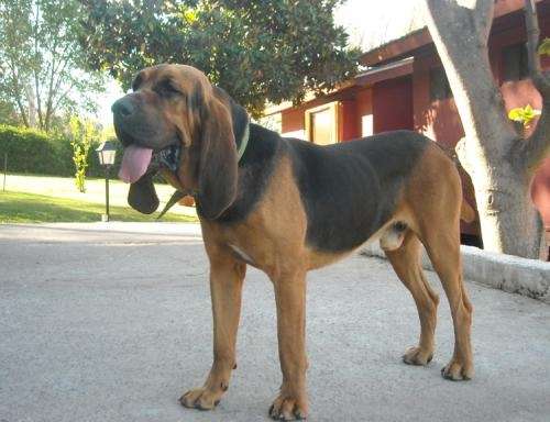 Cachorros bloodhound en Región Metropolitana - Animales / Mascotas | 265604