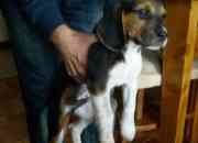 Cachorro beagle, usado segunda mano  Chile