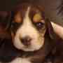 Se Venden Lindos Cachorros Beagles