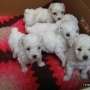 cachorros poodle toy muy finos en venta 9-0245509