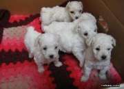 Cachorros poodle toy muy finos en venta 9-0245509 segunda mano  Chile