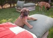 Cachorro mastiff ingles segunda mano  Chile