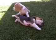 Cacharros beagles segunda mano  Chile