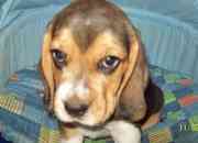 Cachorros beagle a solo 80mil! segunda mano  Chile