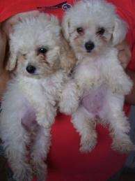 Cachorros Poodle Toy Y Micro Toy 9 En Region Metropolitana Animales Mascotas