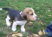 Vendo hermosos cachorritos beagles tricolor segunda mano  Chile
