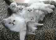 Precioso gato persa para montasse en huescar, gr,…, usado segunda mano  Chile