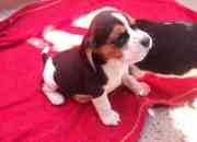Se venden hermosos cachorros beagles!!! segunda mano  Chile