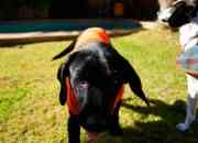 Labrador negro cachorro segunda mano  Chile