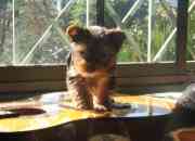 Vendo preciosa cachorrita yorkshire mini toy segunda mano  Chile